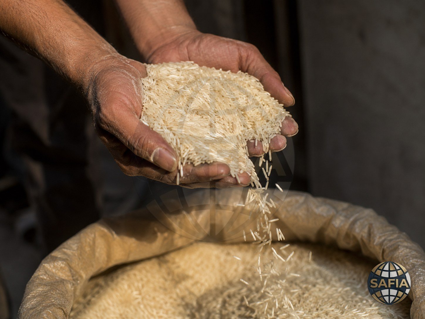 Hands letting extra long grain basmati fall back into an open sack — grain inspection by feel and eye at SAFIA